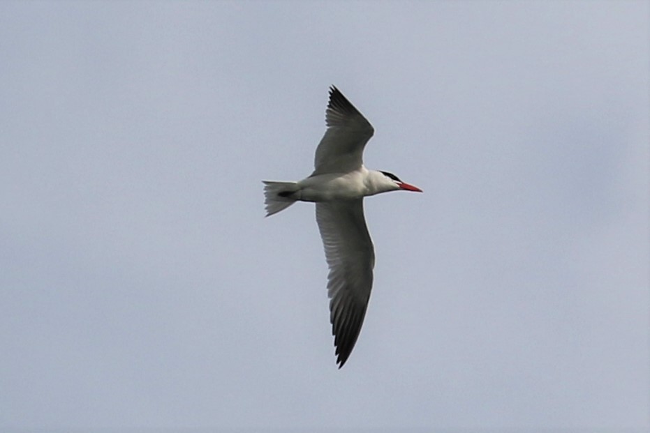 Морин хараалай - ML68802991