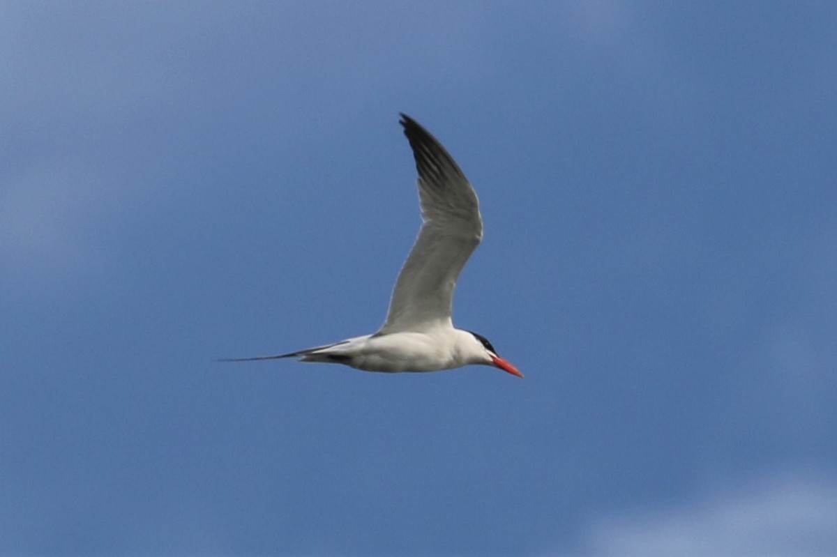 Caspian Tern - ML68803001