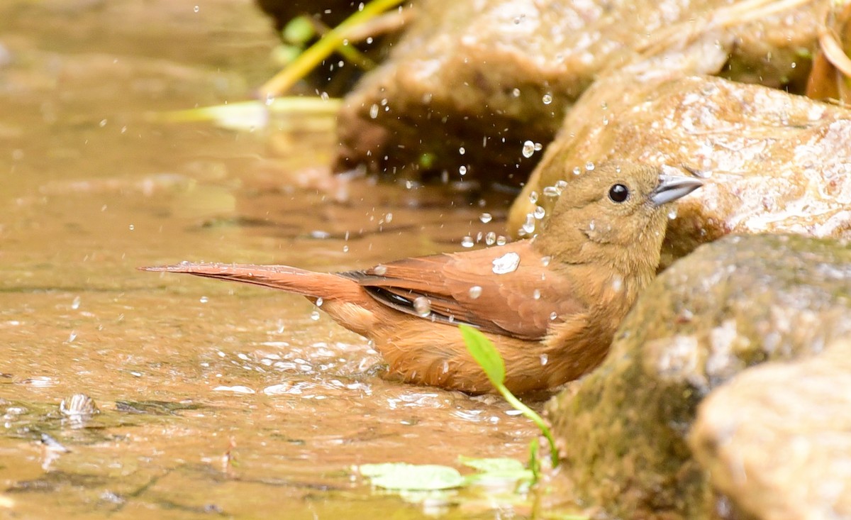 Ruby-crowned Tanager - ML68803961