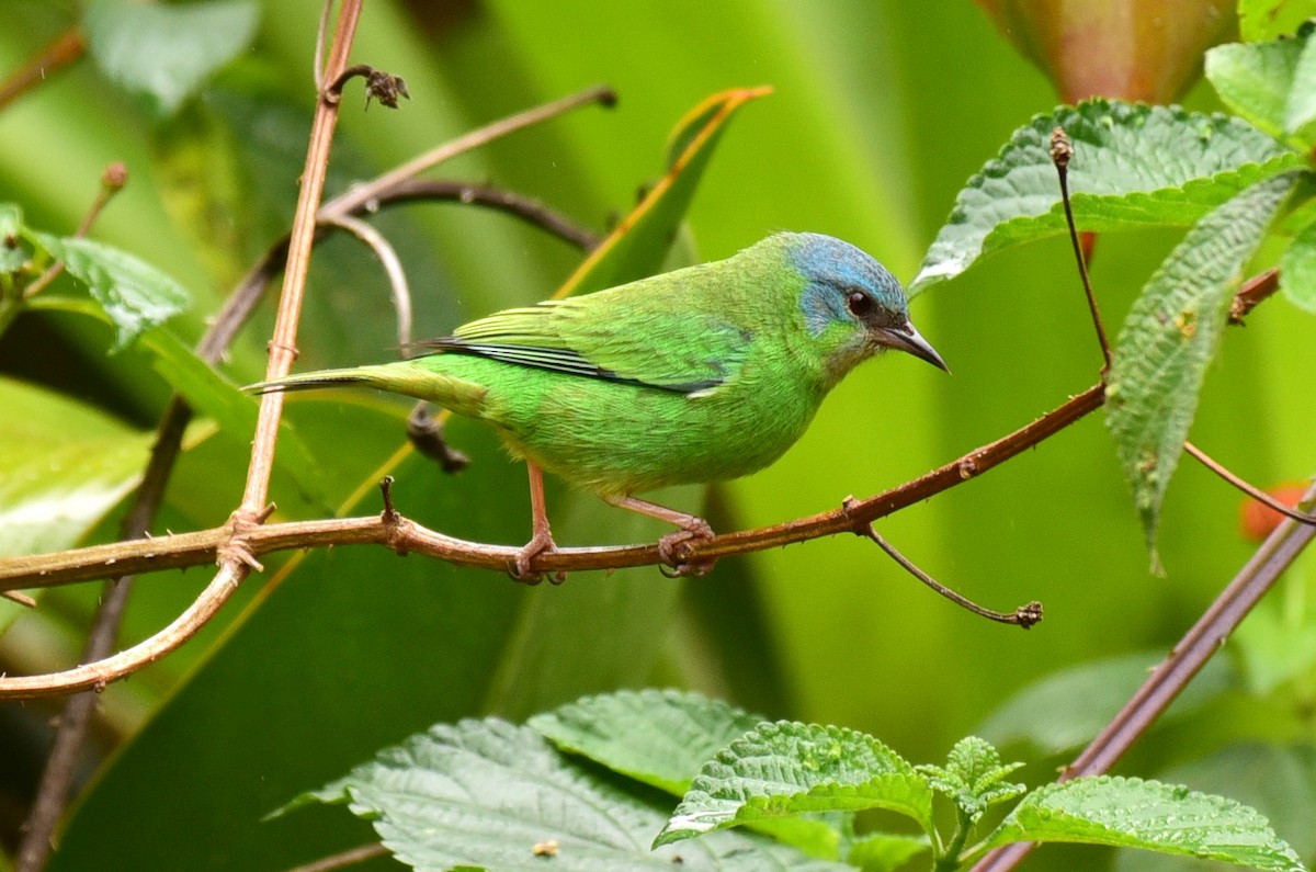 Blue Dacnis - Luiz Moschini