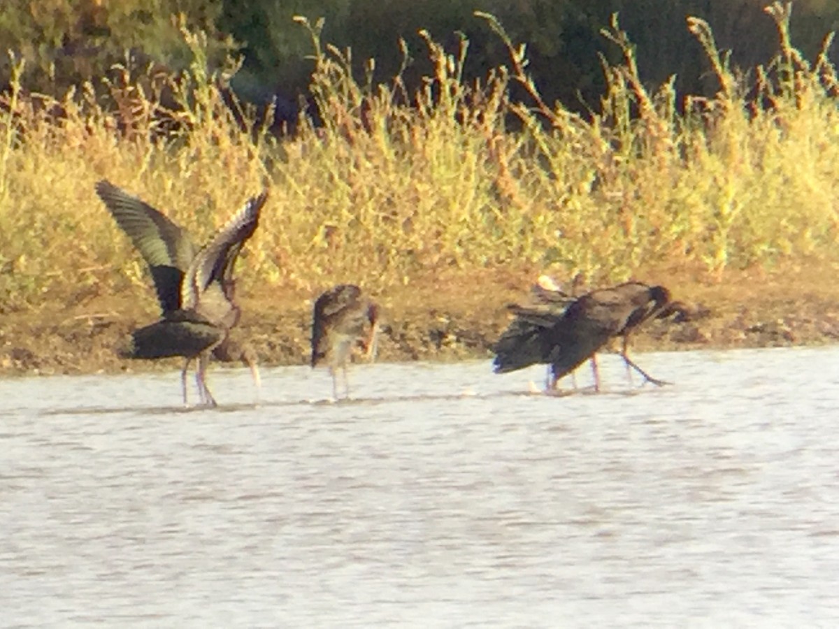 Glossy Ibis - Eddie Owens