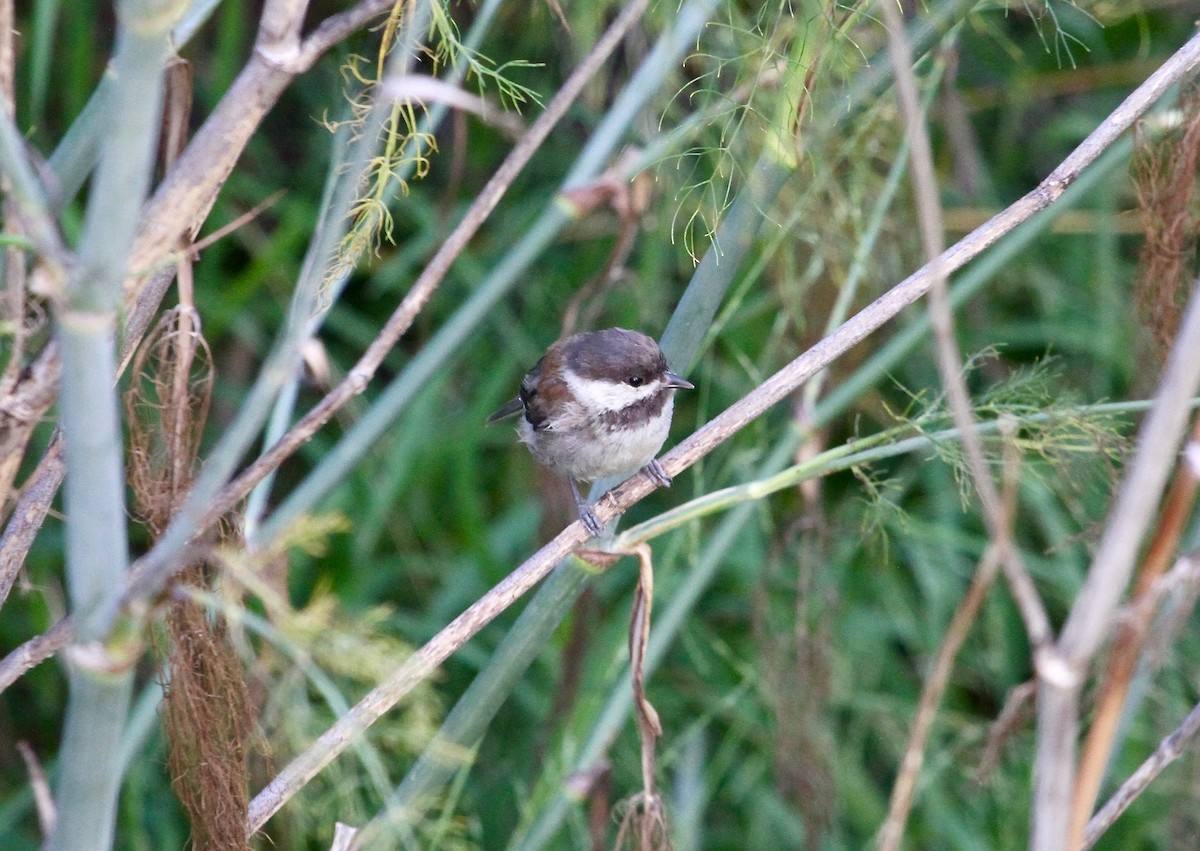 Chestnut-backed Chickadee - ML68804831