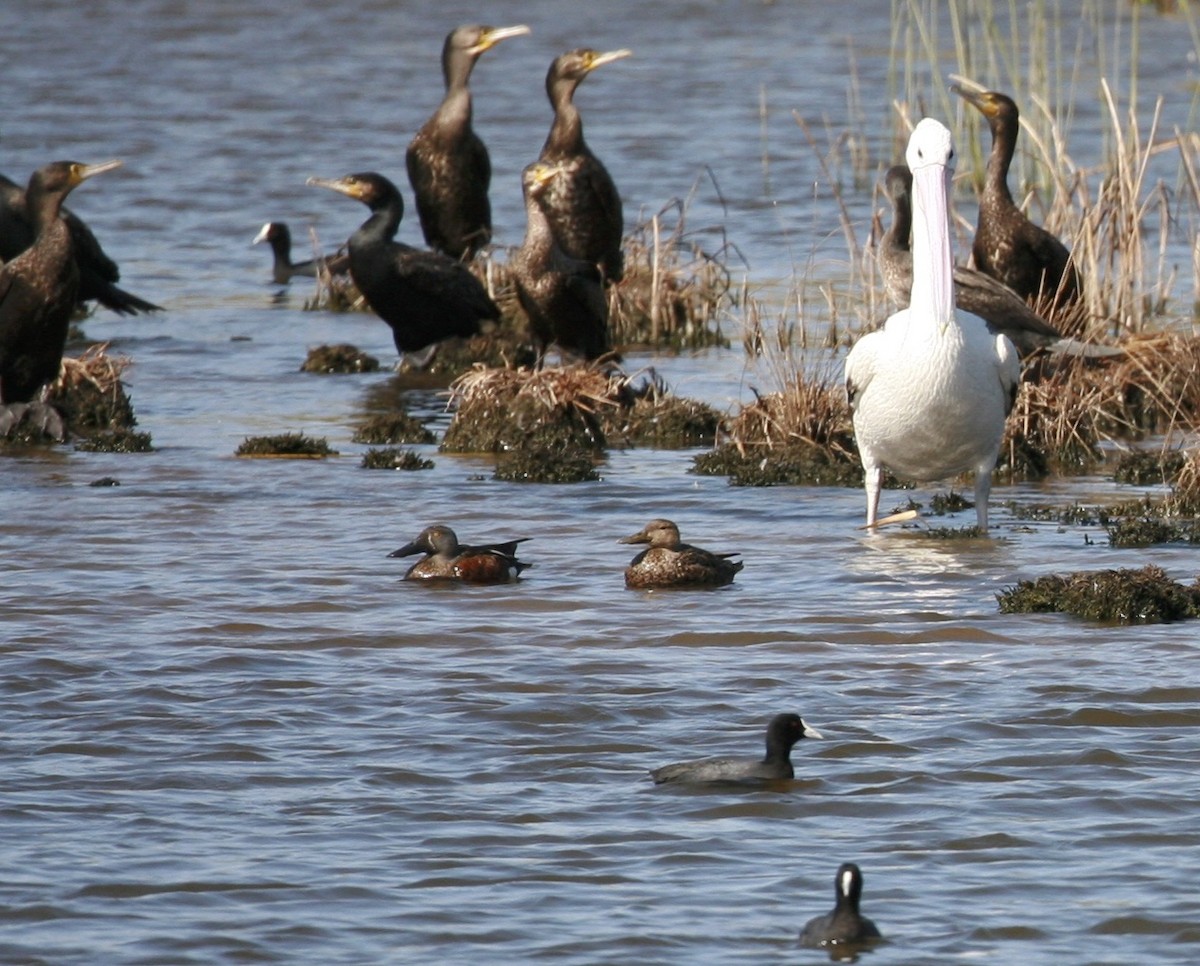 Australasian Shoveler - ML68804891