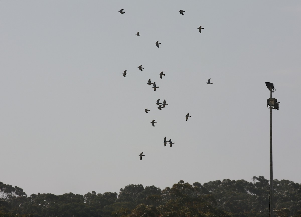 Topknot Pigeon - ML68806541