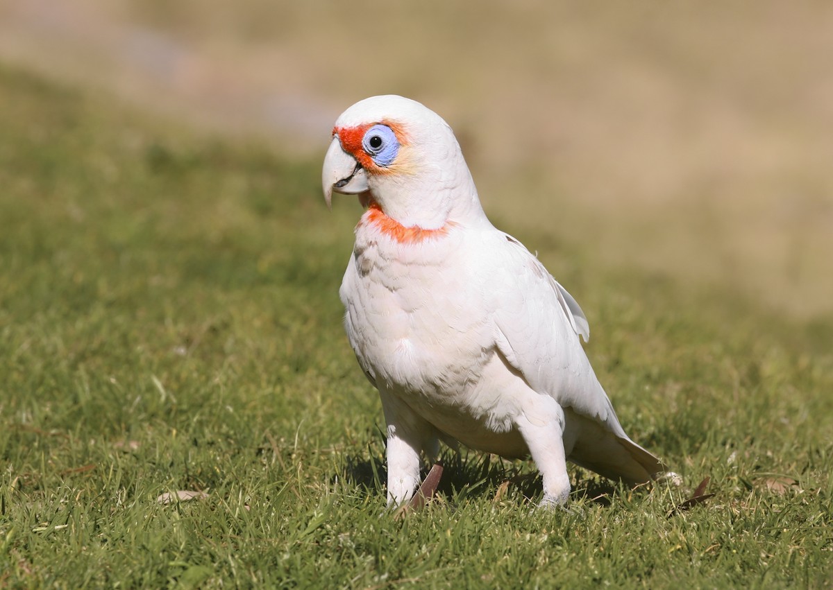 Long-billed Corella - ML68806611