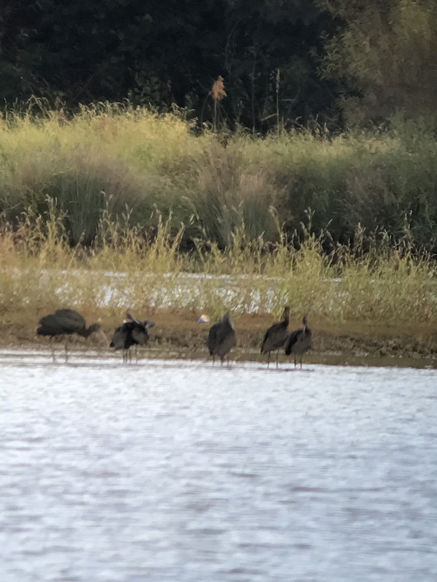 Glossy Ibis - WS Barbour
