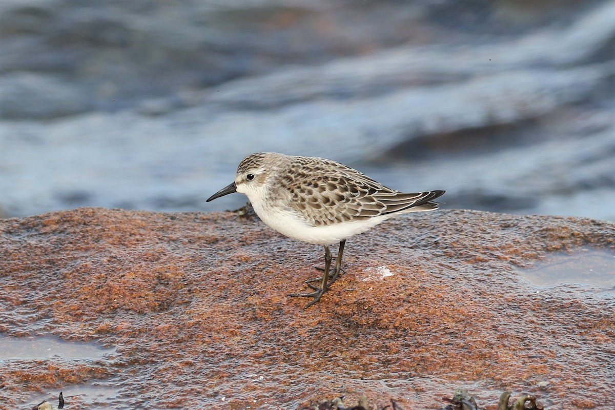 Semipalmated Sandpiper - Anthony Vicciarelli