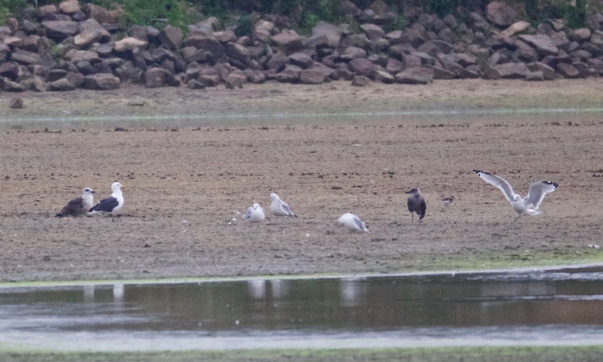 Lesser Black-backed Gull - ML68808601