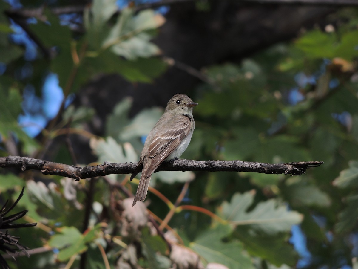 Eastern Wood-Pewee - ML68808881