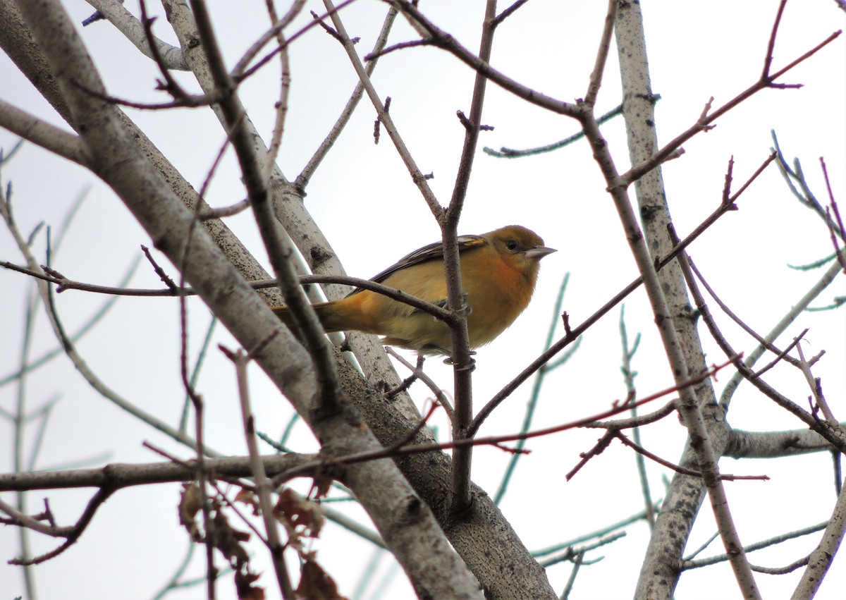 Baltimore Oriole - ML68809191