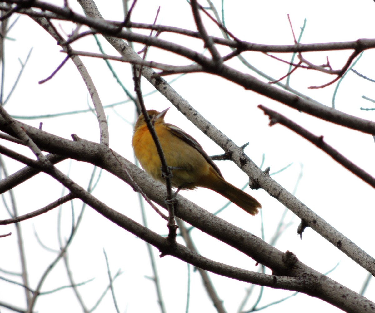 Baltimore Oriole - ML68809201