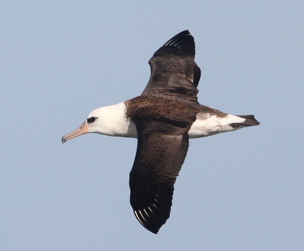 Laysan Albatross - ML68809291