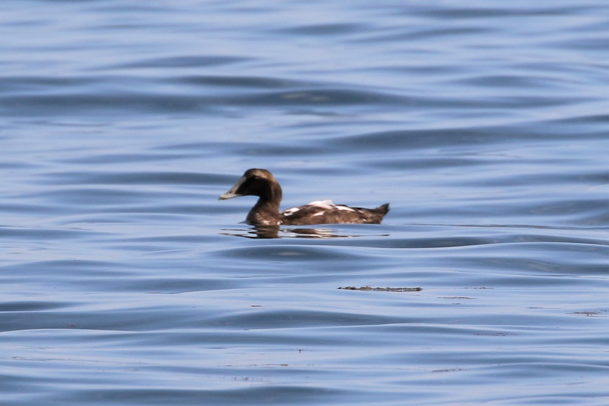 Common Eider - ML68809751