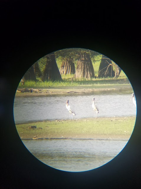 Wood Stork - ML68809881