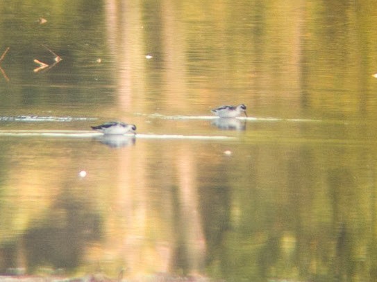 Red-necked Phalarope - ML68810611