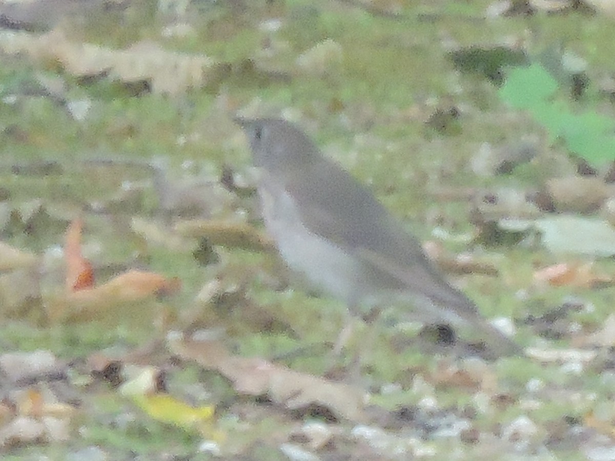 Swainson's Thrush - ML68811961