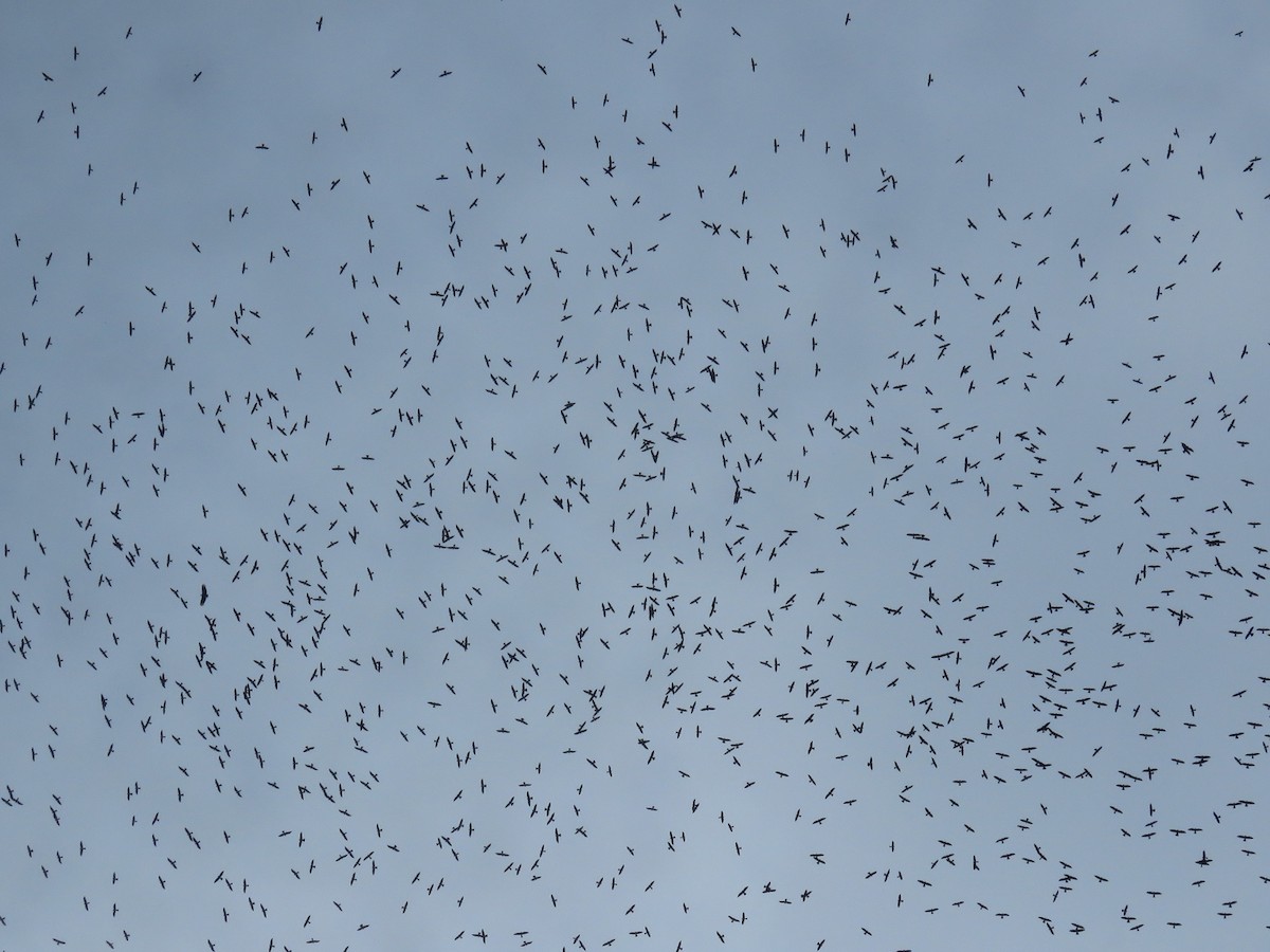 Mississippi Kite - Nick Bayly (SELVA)
