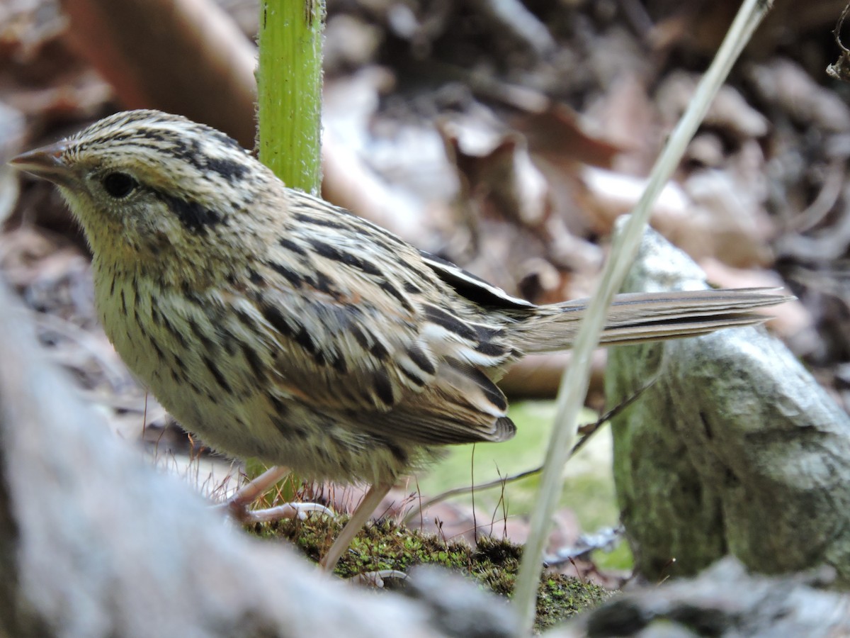 LeConte's Sparrow - ML68812091