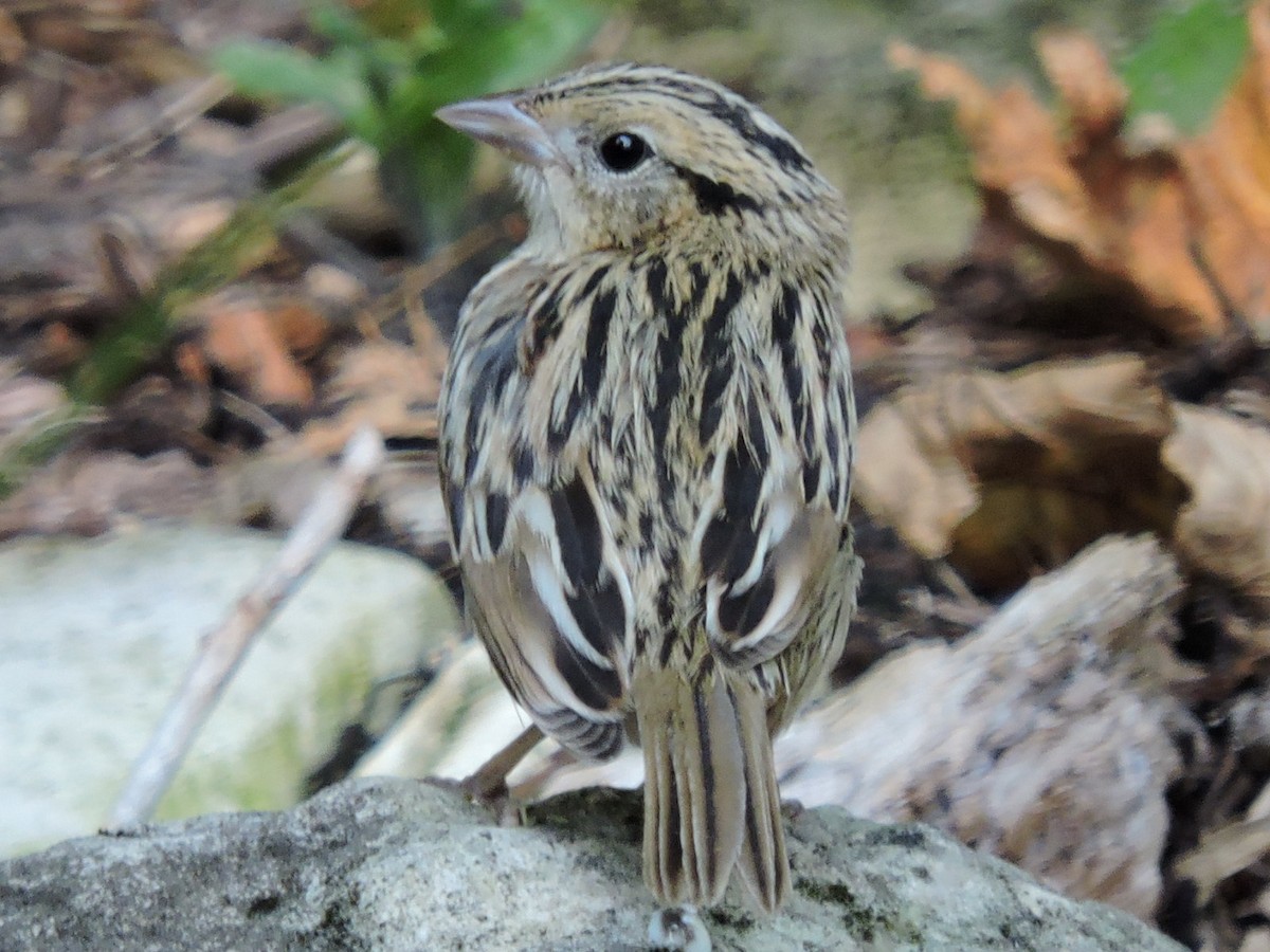 LeConte's Sparrow - ML68812151