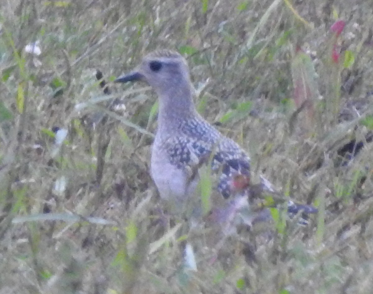 Chorlito Dorado Americano - ML68812431