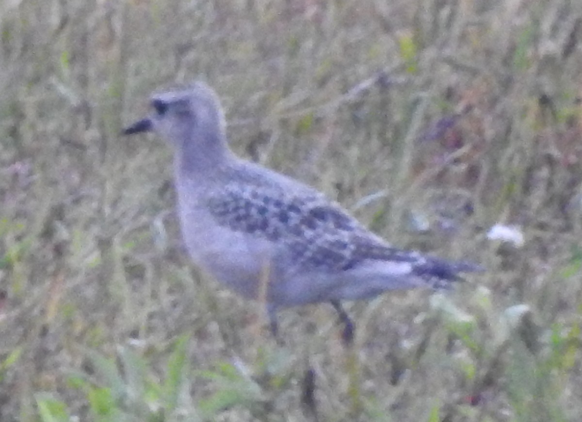 American Golden-Plover - ML68812451