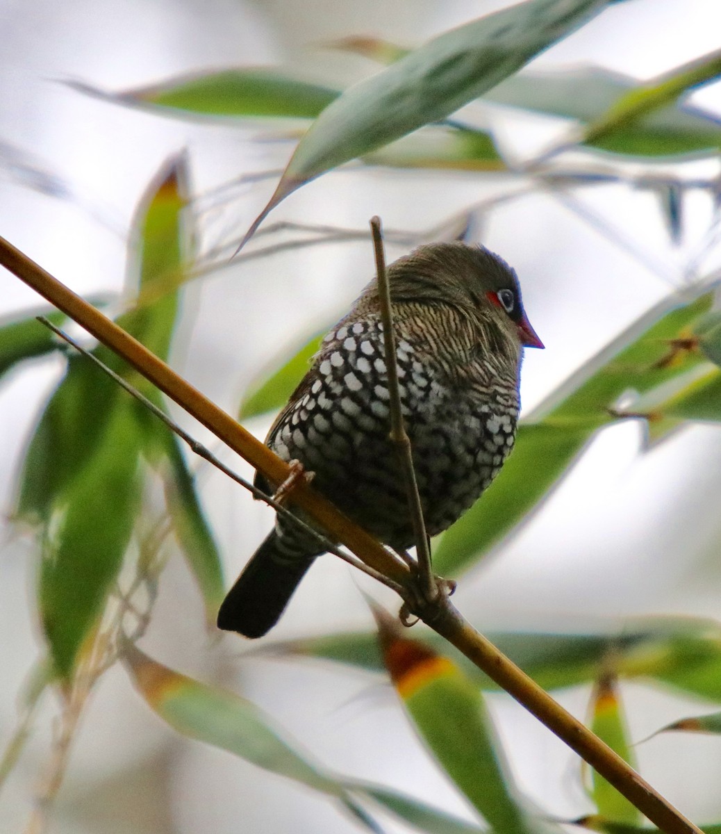 Red-eared Firetail - ML68813041