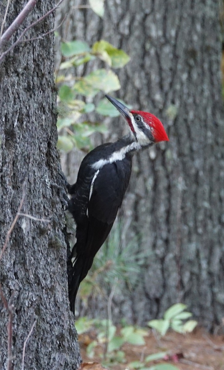 Pileated Woodpecker - Robert Dixon