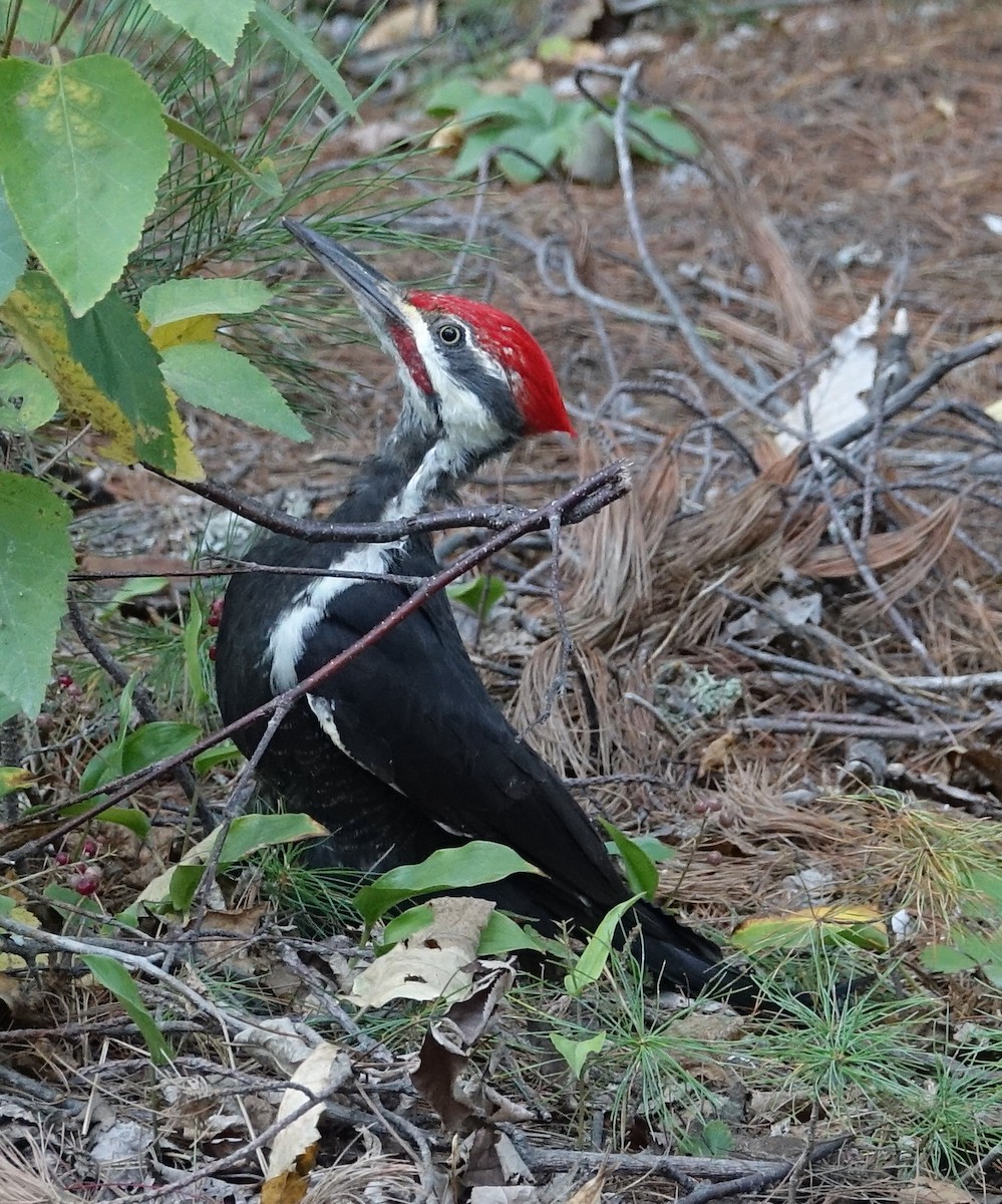 Pileated Woodpecker - Robert Dixon