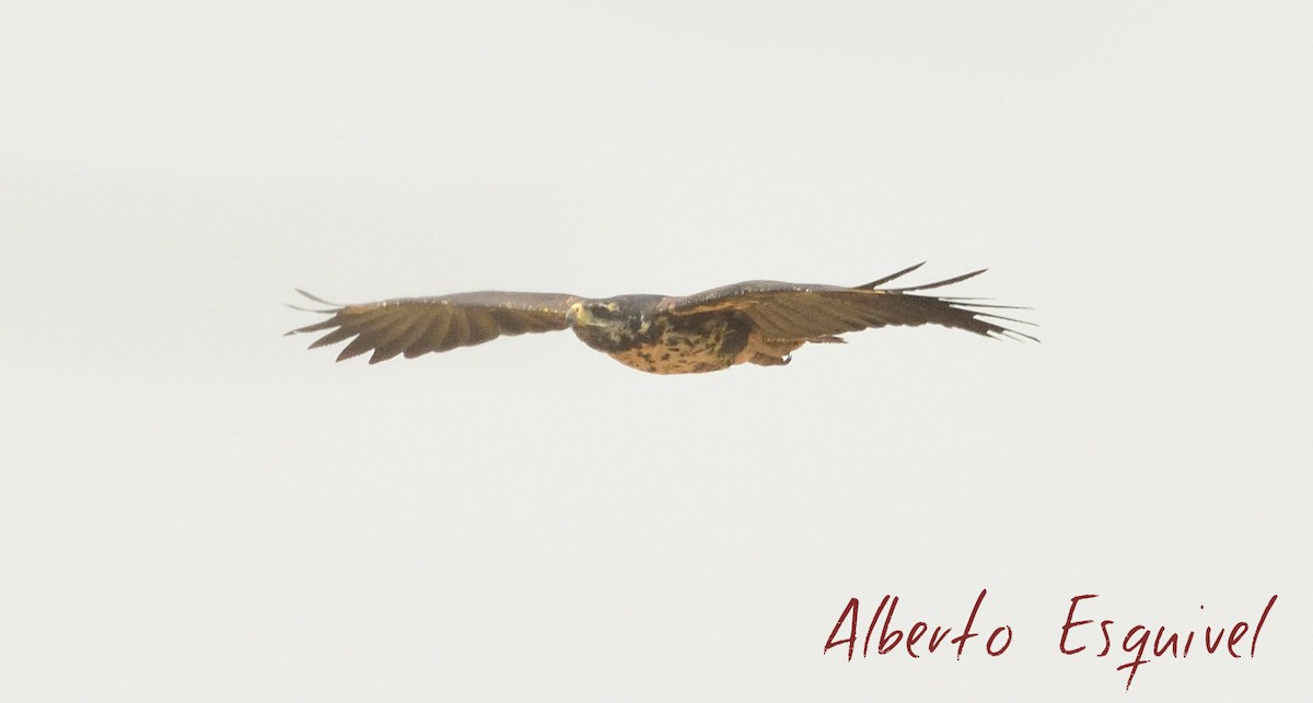 Great Black Hawk - Alberto Esquivel Wildlife PY