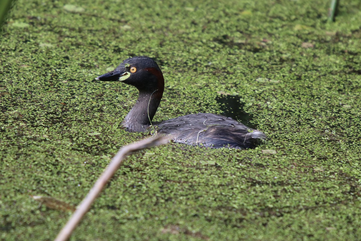 Australasian Grebe - ML68814721