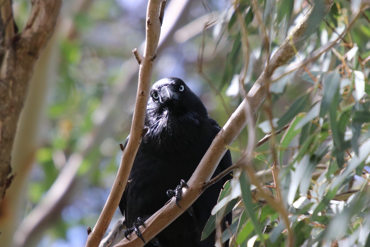 Australian Raven - ML68814821