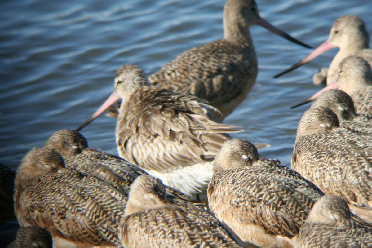 Bar-tailed Godwit - Lin Just