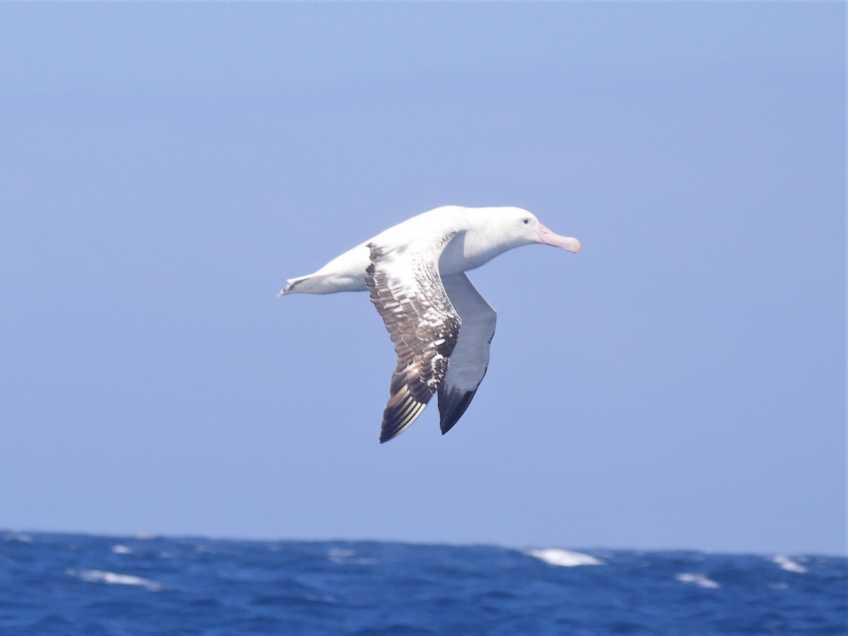 Antipodenalbatros (gibsoni) - ML68815221