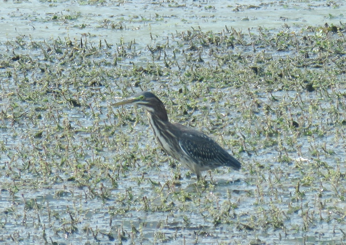 Green Heron - ML68815631