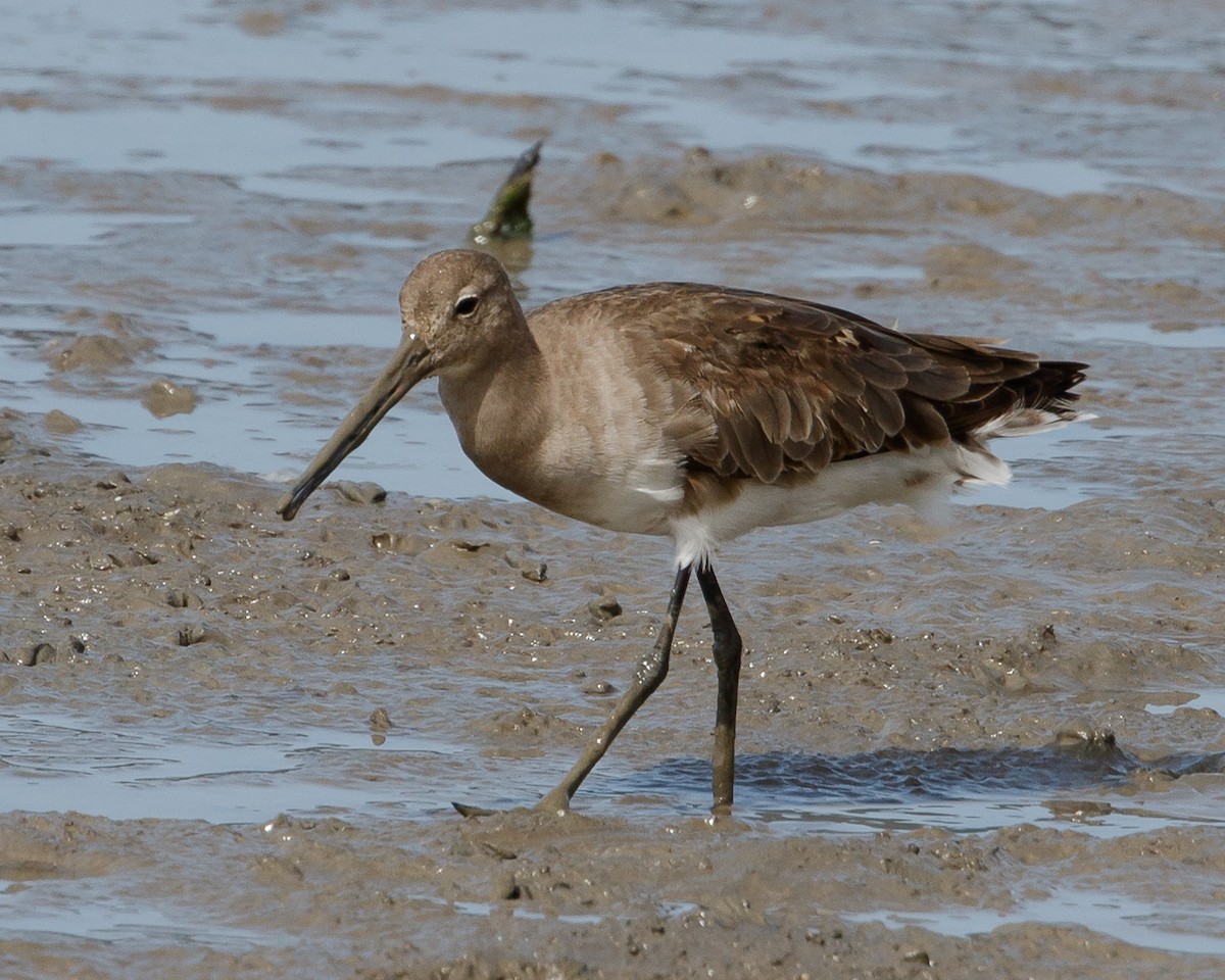 Black-tailed Godwit - Jeff Stacey