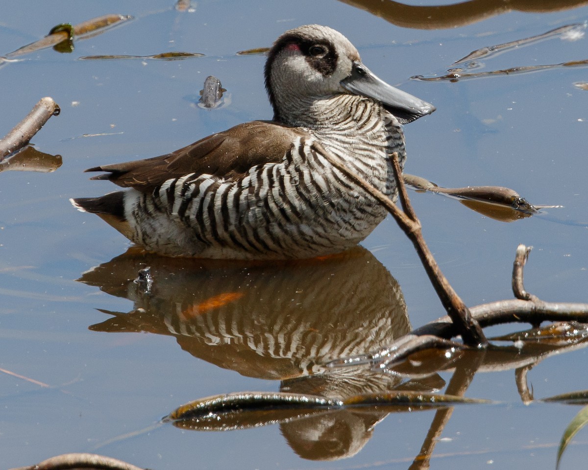 Pink-eared Duck - Jeff Stacey