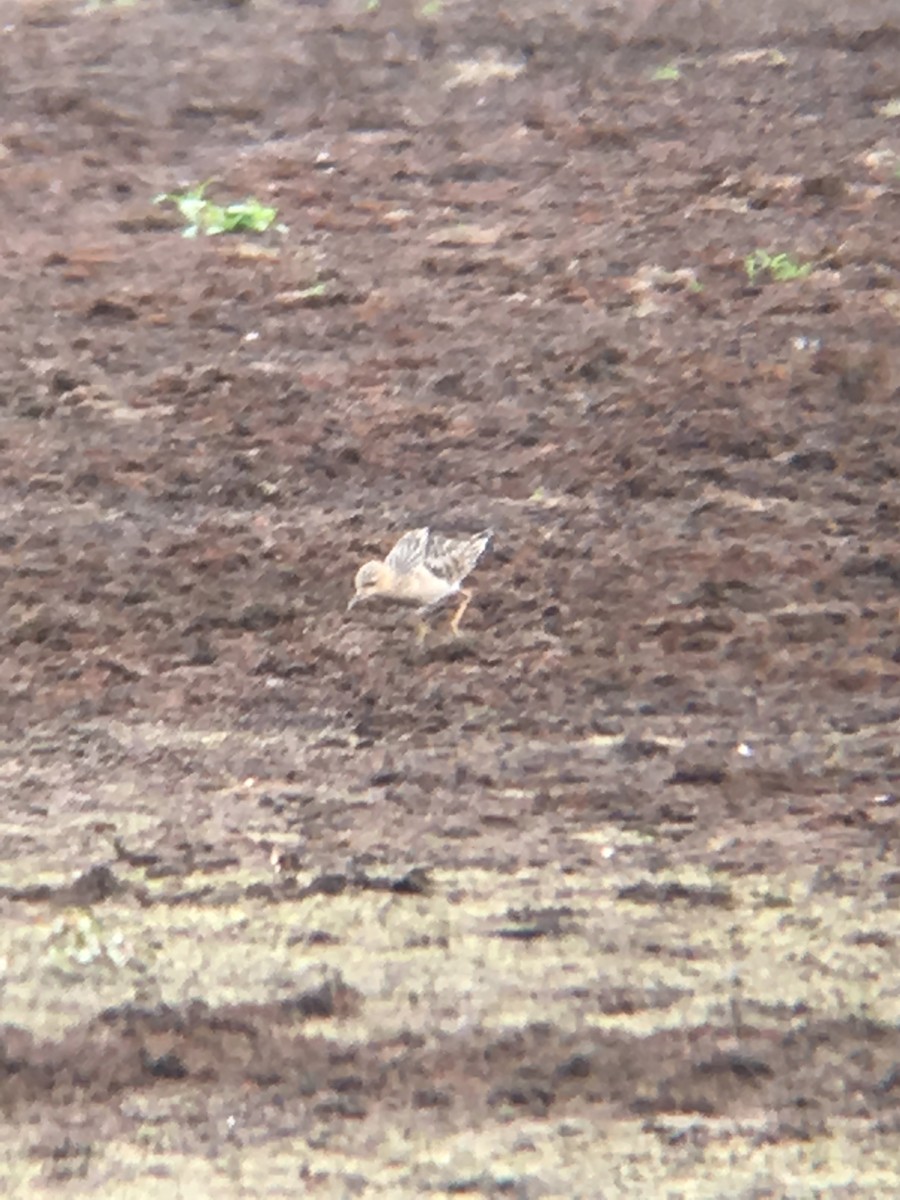 Buff-breasted Sandpiper - ML68821001