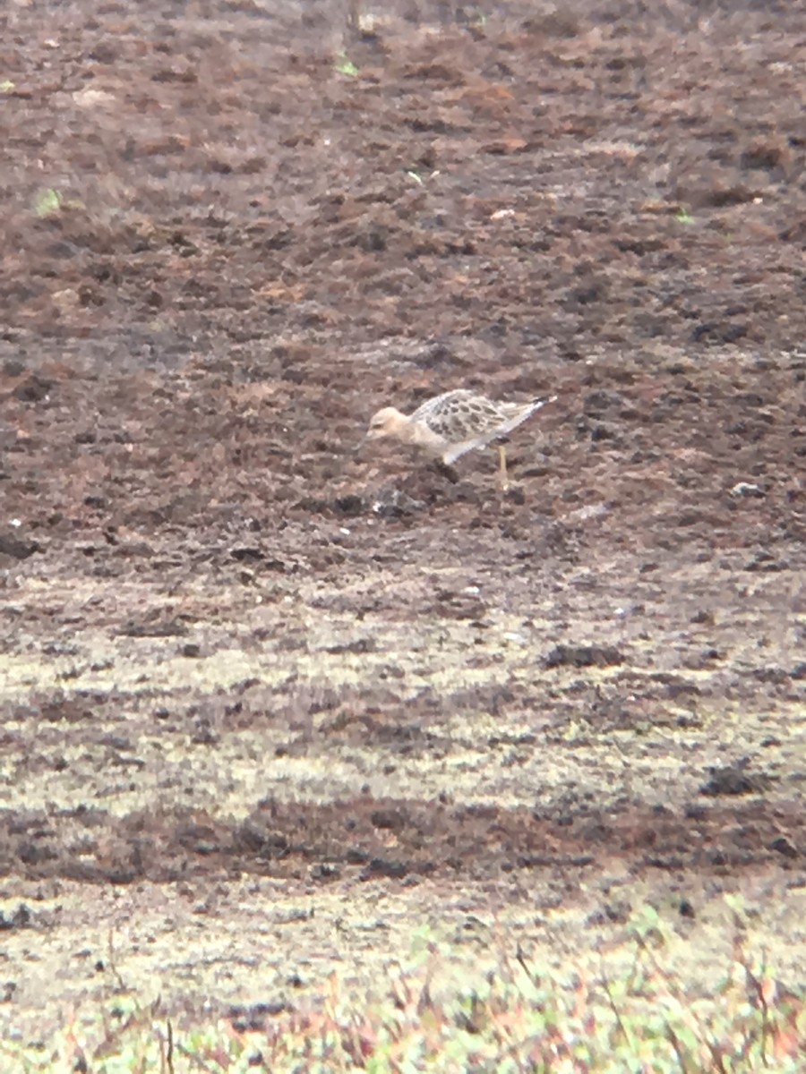 Buff-breasted Sandpiper - Amy Kearns