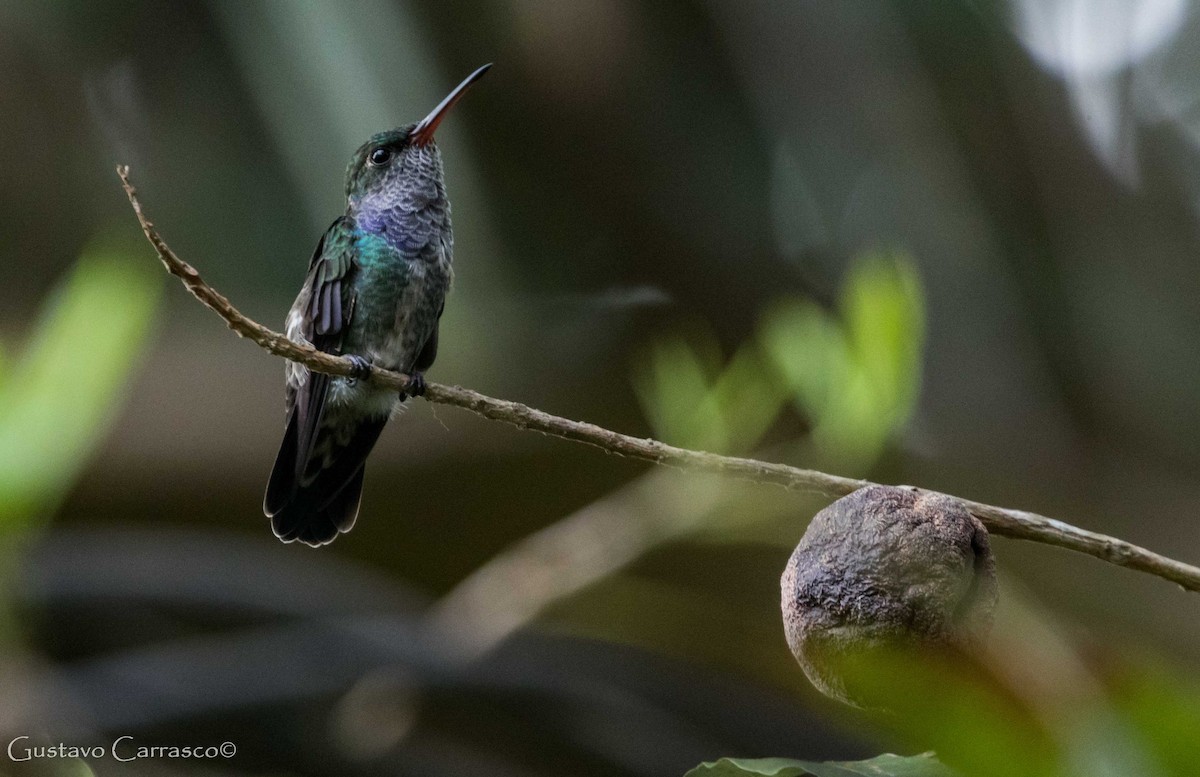 Sapphire-spangled Emerald - Gustavo Carrasco Zuñiga