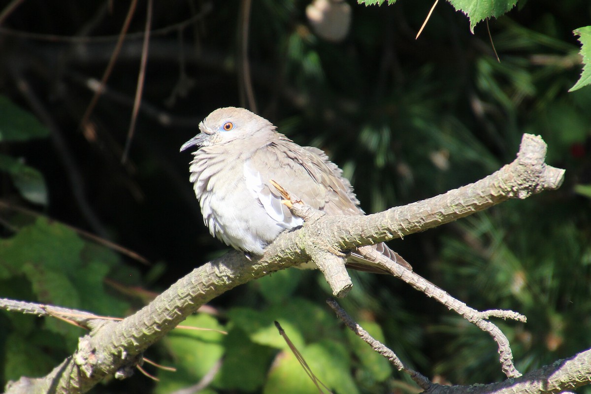 White-winged Dove - ML68822201