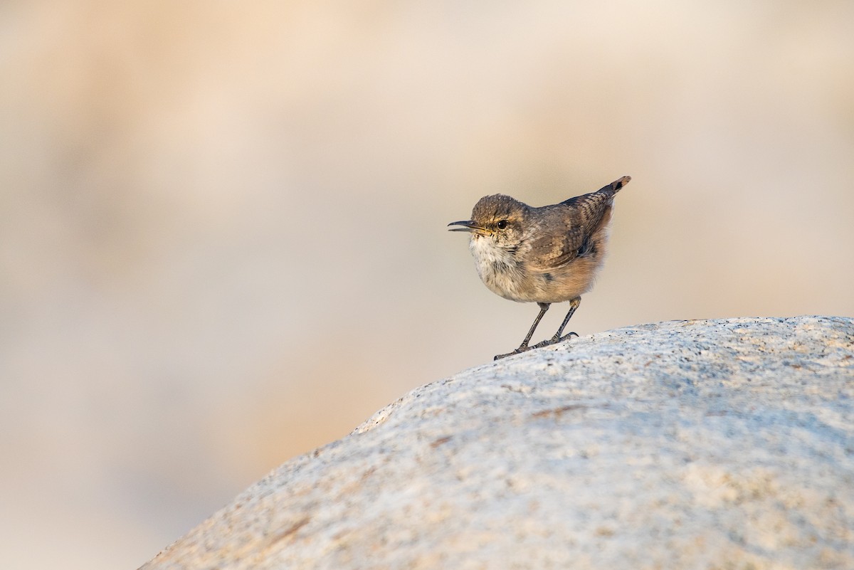 Rock Wren - ML68822631