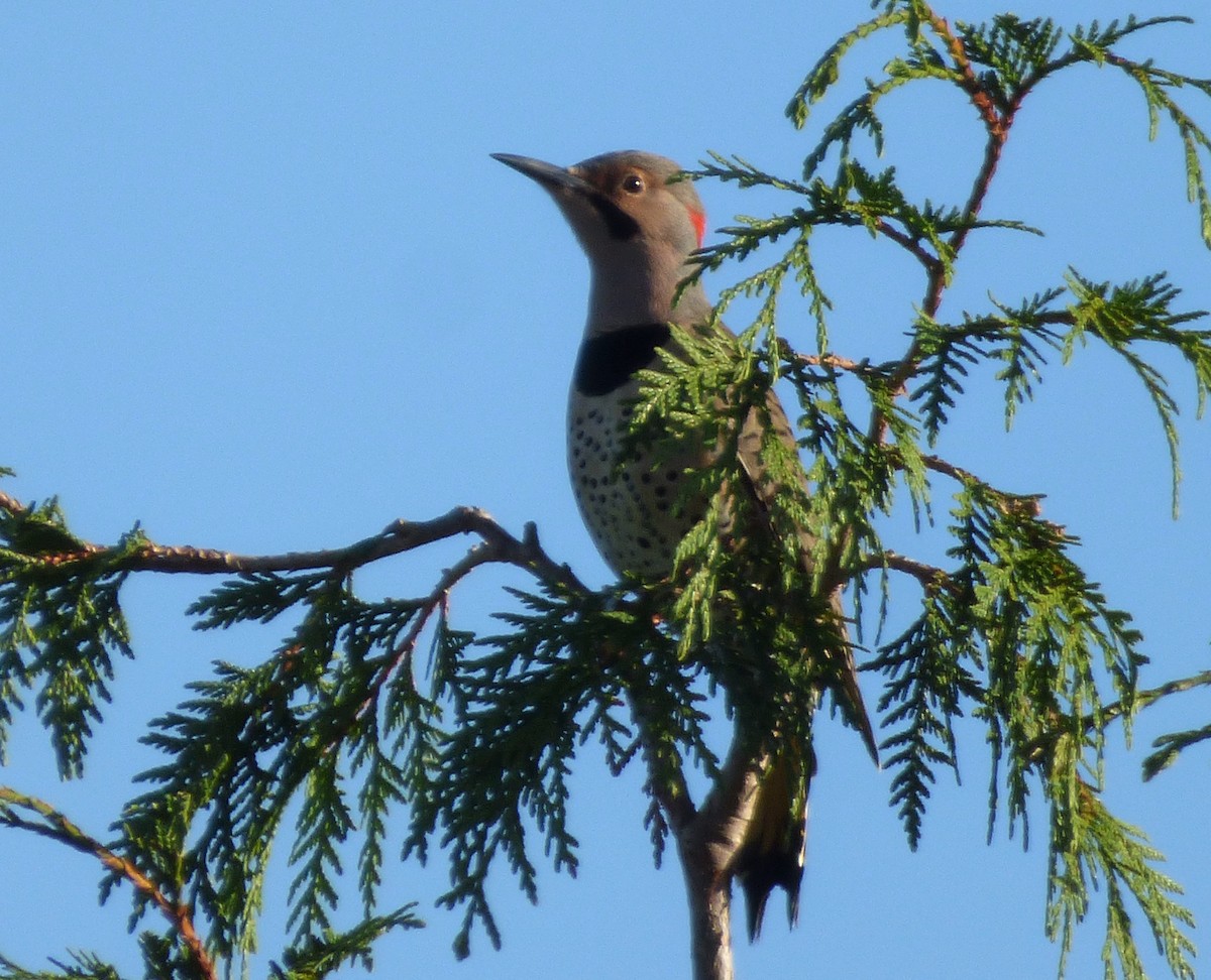 gullspett (auratus/luteus) - ML68822701