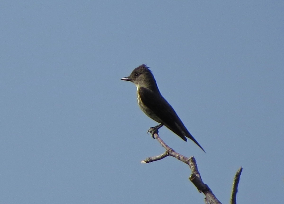 Olive-sided Flycatcher - ML68823541