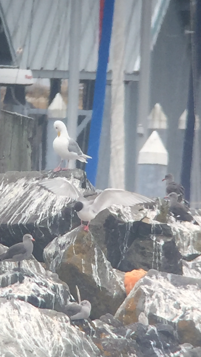 Swallow-tailed Gull - Bill Shelmerdine