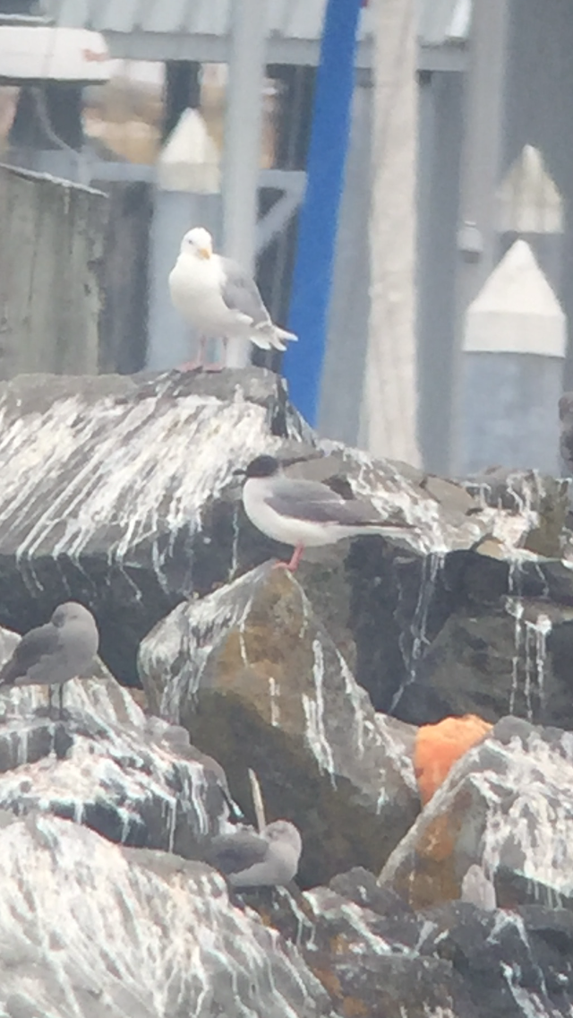 Swallow-tailed Gull - ML68824101