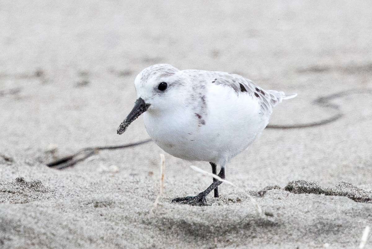 Sanderling - ML68825461