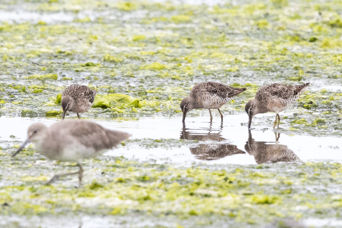 Long-billed Dowitcher - ML68825641