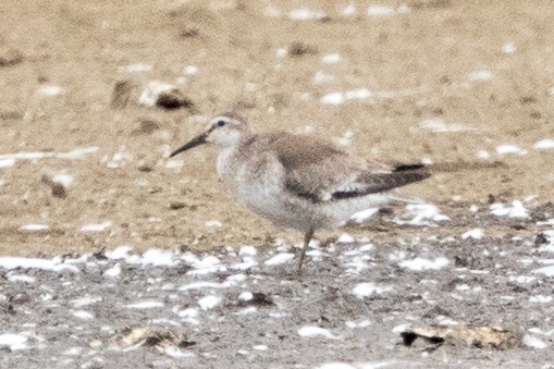 Red Knot - ML68825681