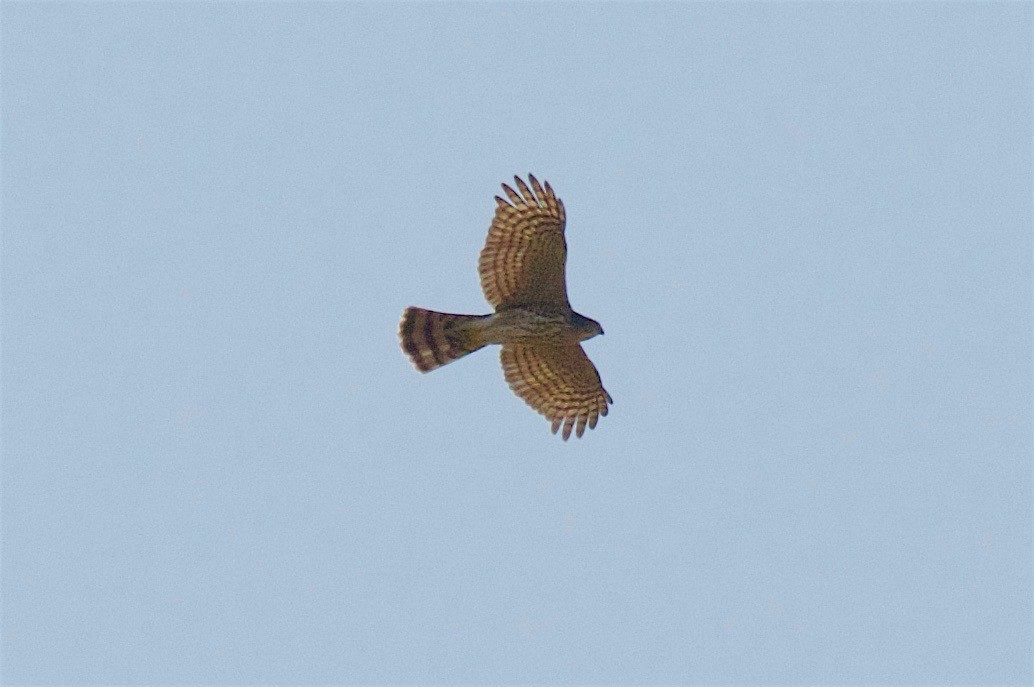 Cooper's Hawk - Kathryn Keith