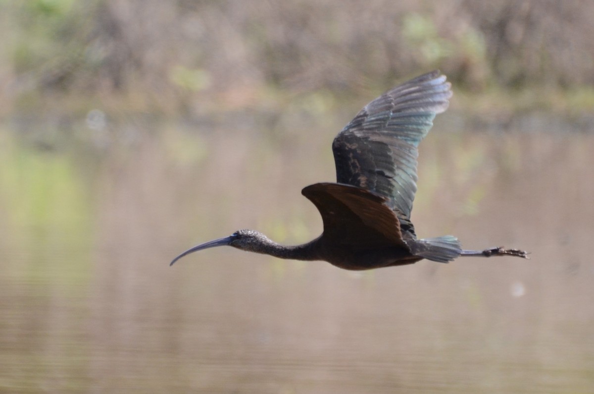 ibis hnědý - ML68827571